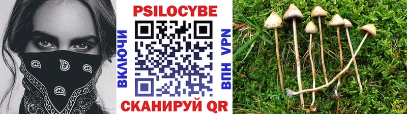 Псилоцибиновые грибы Psilocybine cubensis Юрьев-Польский